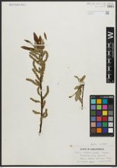 Foto von Salix arbusculoides Andersson